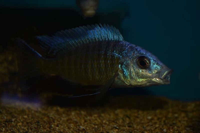 Otopharynx tetraspilus